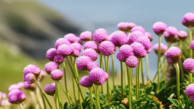 Illustration thrifts - Image 1