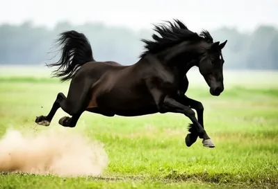 Illustration galloping - Image 1