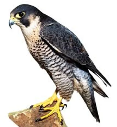 Illustration falcon - Image 2
