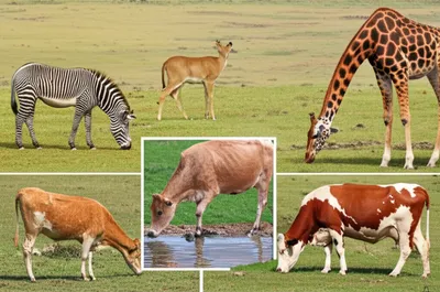 Illustration ungulates