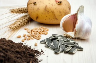 Illustration seeds - Image 1