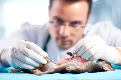 Illustration dissecting