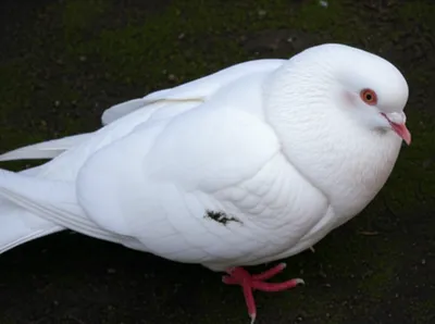 Illustration sullies - Image 1