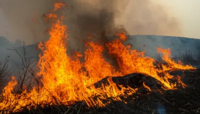 Illustration brands - Image 1