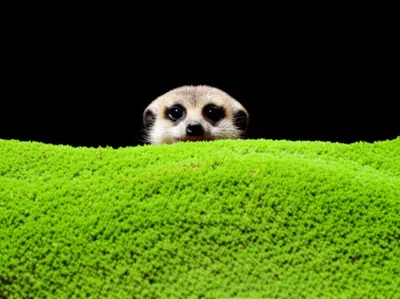 Illustration perk - Image 1