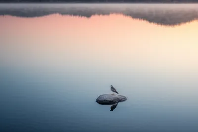 Illustration settled - Image 1