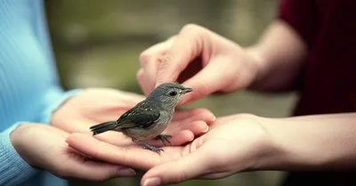 Illustration trusting - Image 1