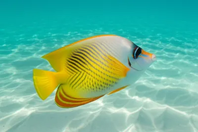 Illustration swim - Image 1