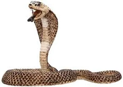 Illustration cobra - Image 2