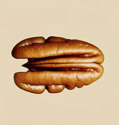 Illustration pecan - Image 1