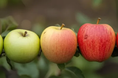 Illustration senescence - Image 1