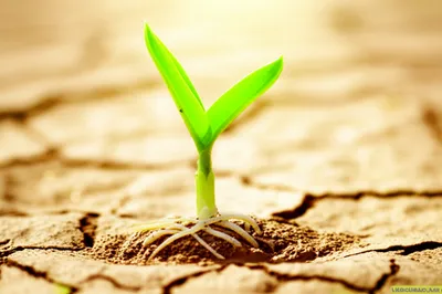 Illustration efficacious