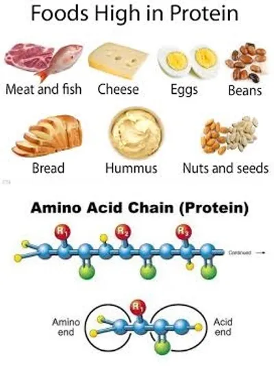 Illustration protein - Image 2