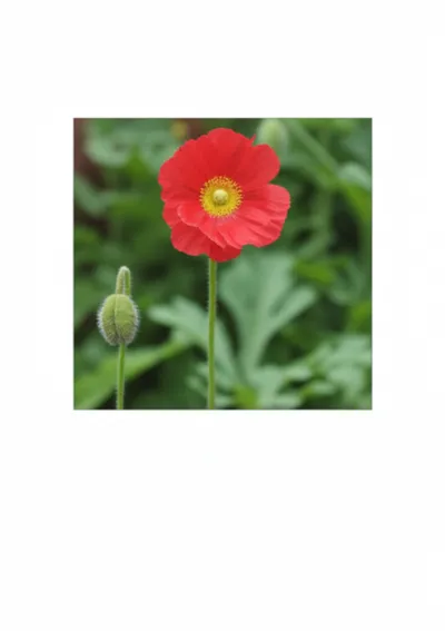 Illustration inserts