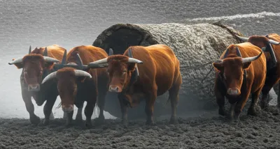 Illustration hauled - Image 1