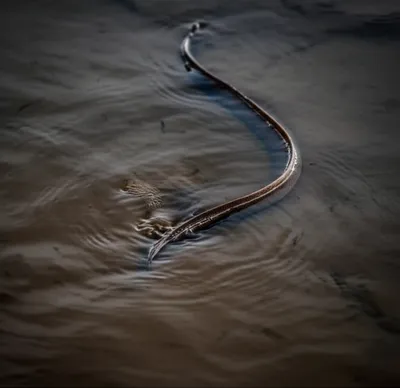 Illustration muds - Image 1