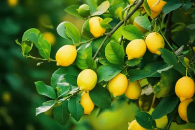 Illustration green - Image 1