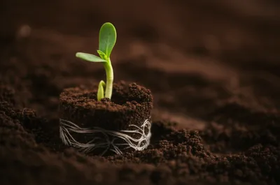 Illustration healed - Image 1