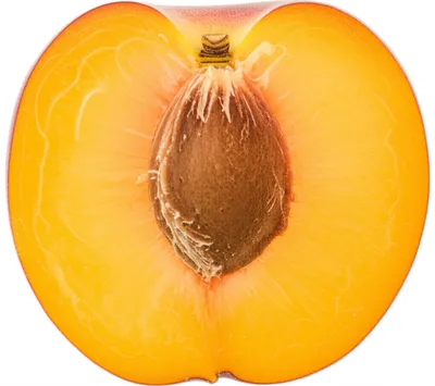 Illustration apricot