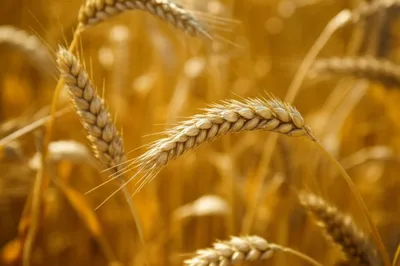 Illustration ere - Image 1