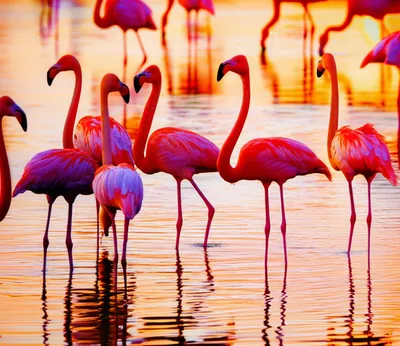 Illustration flamingos