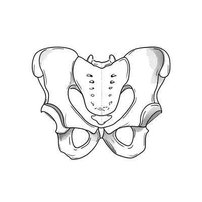 Illustration buttock
