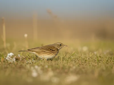 Illustration pipit - Image 1