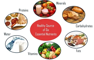 Illustration nutrient - Image 2