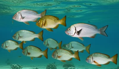 Illustration perciform