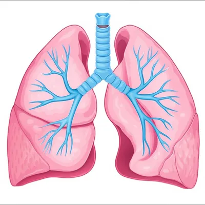 Illustration bronchial