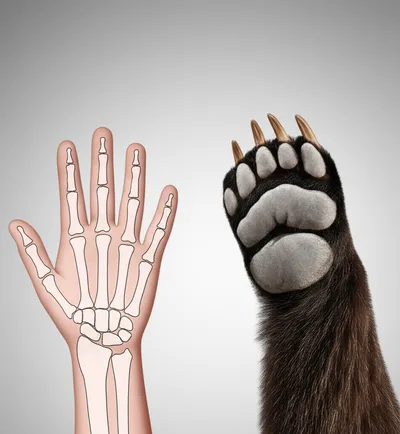 Illustration homologous