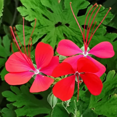 Illustration geranium