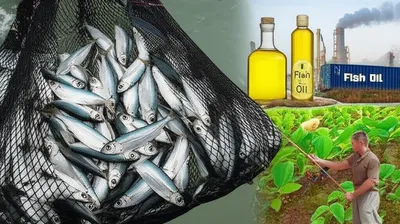 Illustration menhaden - Image 1