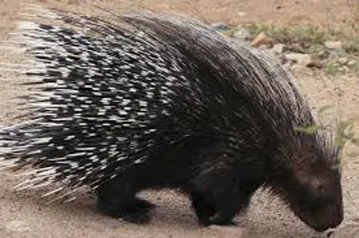 Illustration porcupine - Image 2