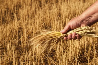 Illustration kern - Image 1