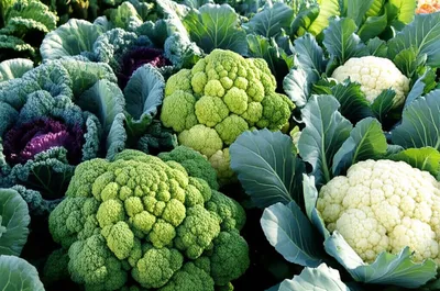 Illustration coles - Image 1