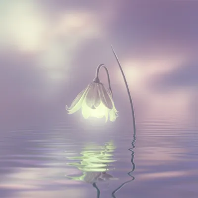 Illustration died - Image 1