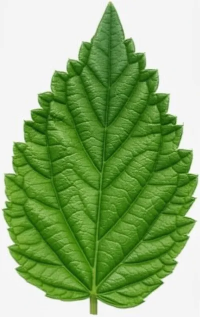 Illustration indented - Image 1