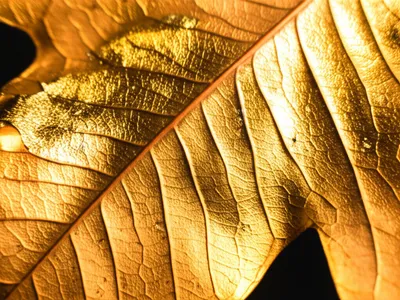 Illustration gilded - Image 1