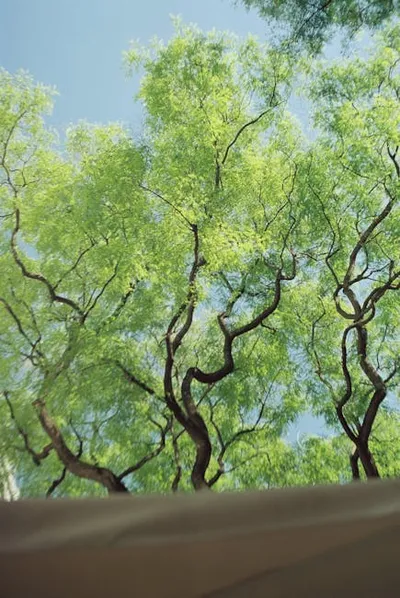 Illustration boughs - Image 2