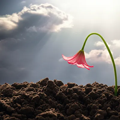 Illustration expiate - Image 1