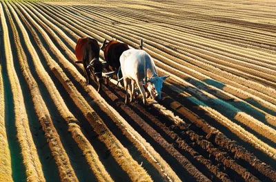 Illustration ploughing - Image 1