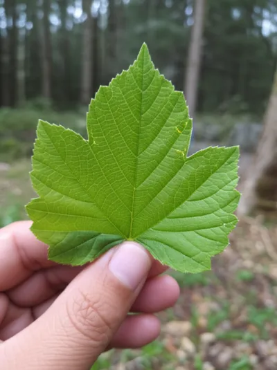 Illustration lamina - Image 1