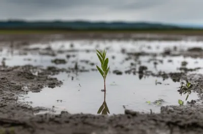 Illustration callow - Image 1