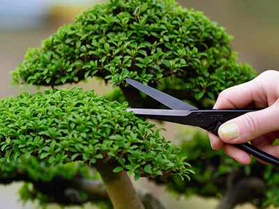 Illustration pruning - Image 1