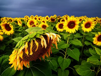 Illustration fails - Image 1