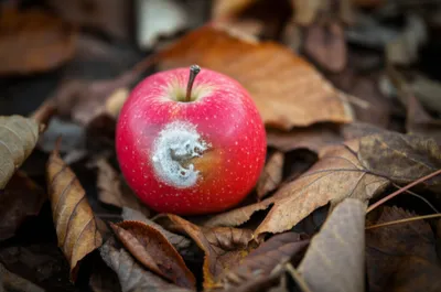 Illustration decayed - Image 1