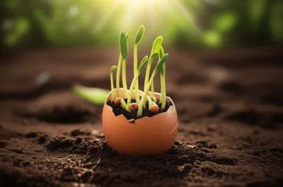 Illustration chicks - Image 1