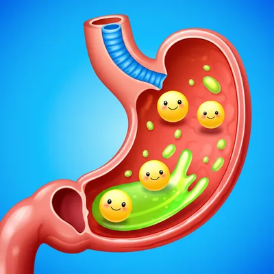 Illustration digestive - Image 1