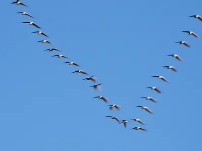 Illustration synchronized